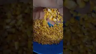 молотать кукурузу