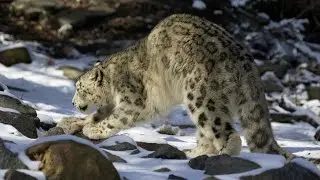 Snow Leopard : King of Mountains and Snow