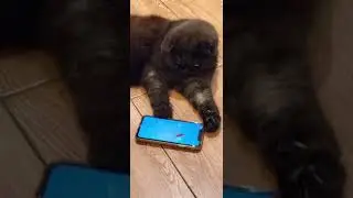 Кот геймер. Fanny Cat plays