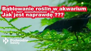 Bąblowanie roślin w akwarium. Jak jest naprawdę?