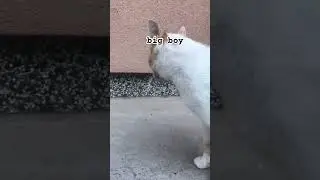 Cute kitty cat big boy #shorts
