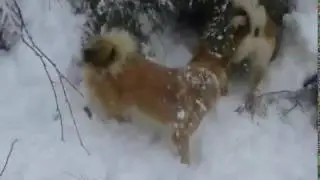 Wild boar hunting with Laikas. West Siberian Laikas.