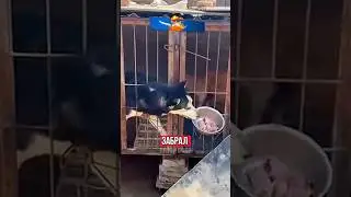 🤣САМЫЙ ХИТРЫЙ ПЁС В МИРЕ!