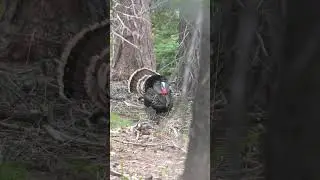 Full video goes live on the channel now! #huntingseason #archery #turkey #gobbler #bow #publicland