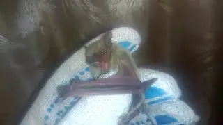 A vampire attacked the house at nigh