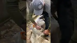 Nice shearing black face sheep 🐑