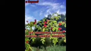 Все о лечебныхсвойствах растений