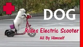 Funny Dog Video - A Dog Actually Riding A Scooter By Himself