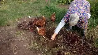 Сбор бураков: копают все!