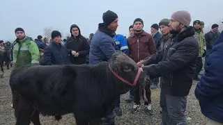 Marxamat Mol Bozori Yosh Hõnajinlar Novoslar Narxlari