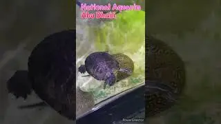 Abu Dhabi national aquariom