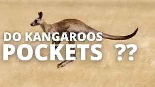 WHAT DO KANGAROOS KEEP IN POCKET ??