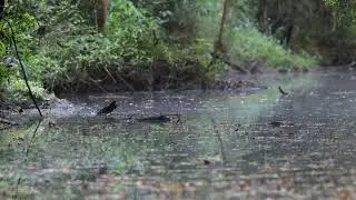 Platypus Survey 2024
