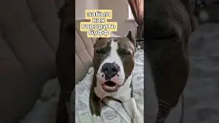 Амстафф Локи 3 года | Забывалыч | Стаффорд | Amstaff Loki
