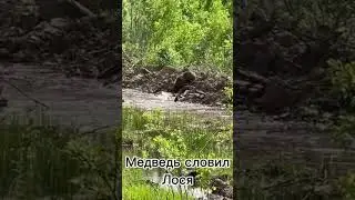 Медведь Лосю не товарищ ))