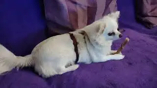 Megi