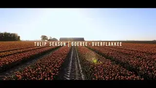 Tulips 2021 | Goeree-Overflakkee, The Netherlands