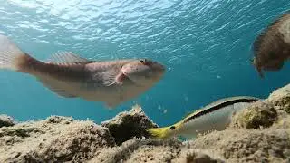 Sleep with the parrotfishes