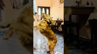 cute poses #Scooby #kalki #youtubeshorts