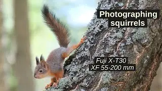 Photographing squirrels --- with Fuji X-T30 and Fuji XF 55-200mm lens