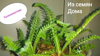 ТЫСЯЧЕЛИСТНИК из семян НА БАЛКОНЕ В АПРЕЛЕ. ДОМАШНЯЯ АПТЕКА