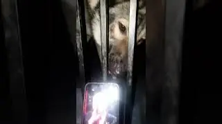волчок Рич