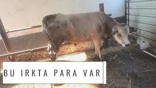 Yem Pahalı Hangi Irk İnek Beslenmeliyiz? 