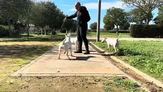 Fénix, Filomena y Olimpia.