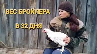 Бройлеры Росс 308 из Тюмени, как растут? Индюки на выгуле