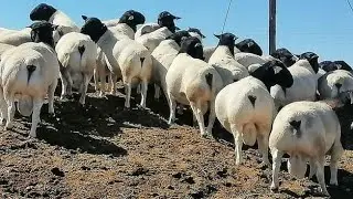 Dorper Leroy Phillips sheep / Ash Phillips South Africa 