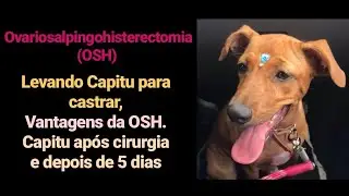Capitu fez Ovariosalpingohisterectomia. Veja o antes, depois da castração e vantagens de fazer OSH