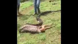 what! medium Snake can swallow a dear?