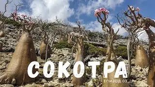 Welcome to Socotra Island Episode 03 | The capital Hadiboh | A Coral Reef