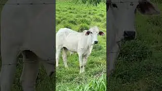 Влог из джунглей 3 #влог #костарика #costarica
