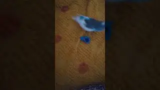 Чико охраняет свою игрушку )))