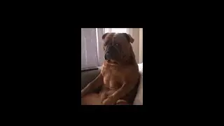 Dog watching tv