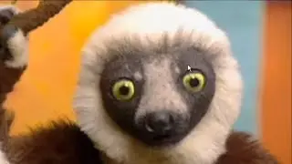 Zoboomafoo Creature Quest (PC Game)