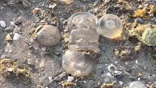 Анапа, Центральный пляж, много медуз  на берегу/ 26.05.2021