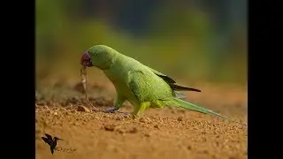 Birding with Point & Shoot Camera | Birding with Bridge Camera | Sample Bird Photoshoot |