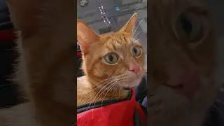 ❤️Кот Артём❤️