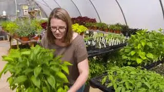Hardening off your Transplants