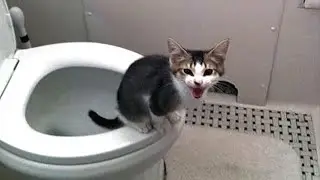 Cats Using Toilet - Cute & Funny Cat Videos Compilation