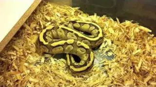 Morphs 101 - Super Vanilla Mojave