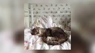 duvet - boa (sped up)