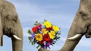 Видео животные и люди.