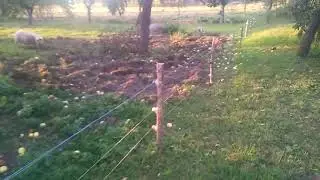 Электропастух и свиньи