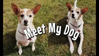 JACK RUSSELL MIX CHIHUAHUA