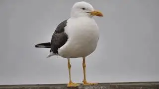 Lesser Black-backed Gull - Sílamáfur (Larus fuscus) - At the Old harbour in Reykjavik 29-07 - 2023