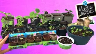 Moestuintjes AH - Hoe verzorg je de plantjes #3