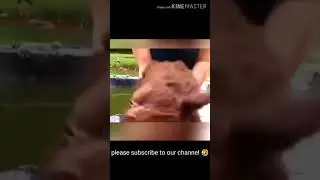 Future king 👑 || dog transformation 😱🤣 #shorts